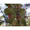 Cotoneaster tomentosa