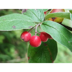 Cotoneaster tomentosa