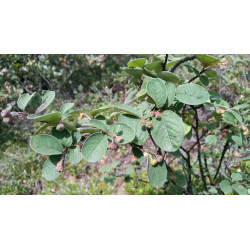 Cotoneaster tomentosa