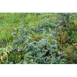 Cotoneaster tomentosa