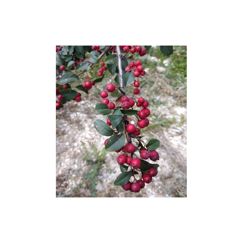 Cotoneaster meyeri