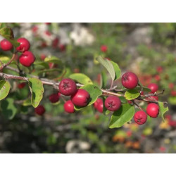 Cotoneaster meyeri
