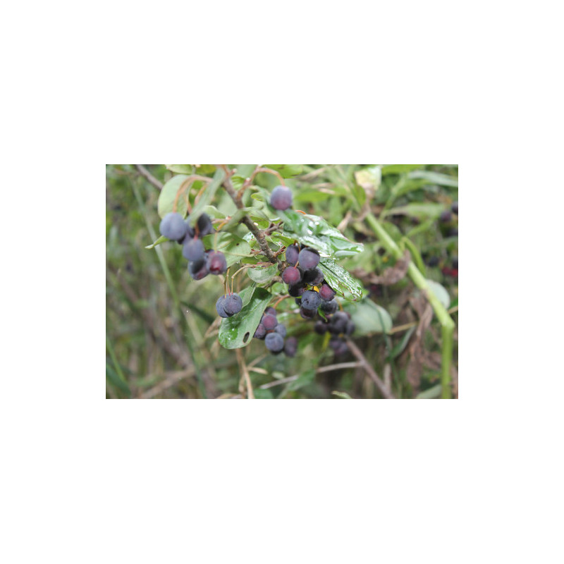 Cotoneaster melanocarpus