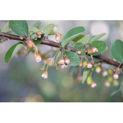 Cotoneaster melanocarpus