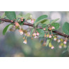 Cotoneaster melanocarpus