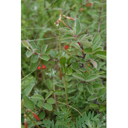 Cotoneaster melanocarpus