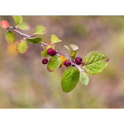 Cotoneaster melanocarpus