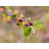 Cotoneaster melanocarpus