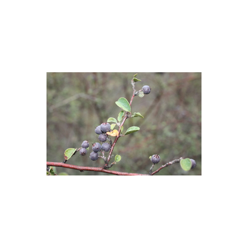 Cotoneaster morulus