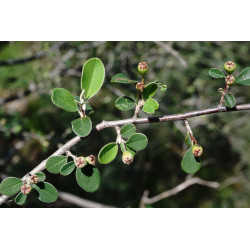 Cotoneaster morulus
