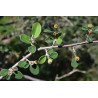 Cotoneaster morulus