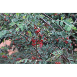 Cotoneaster multiflorus