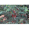 Cotoneaster multiflorus
