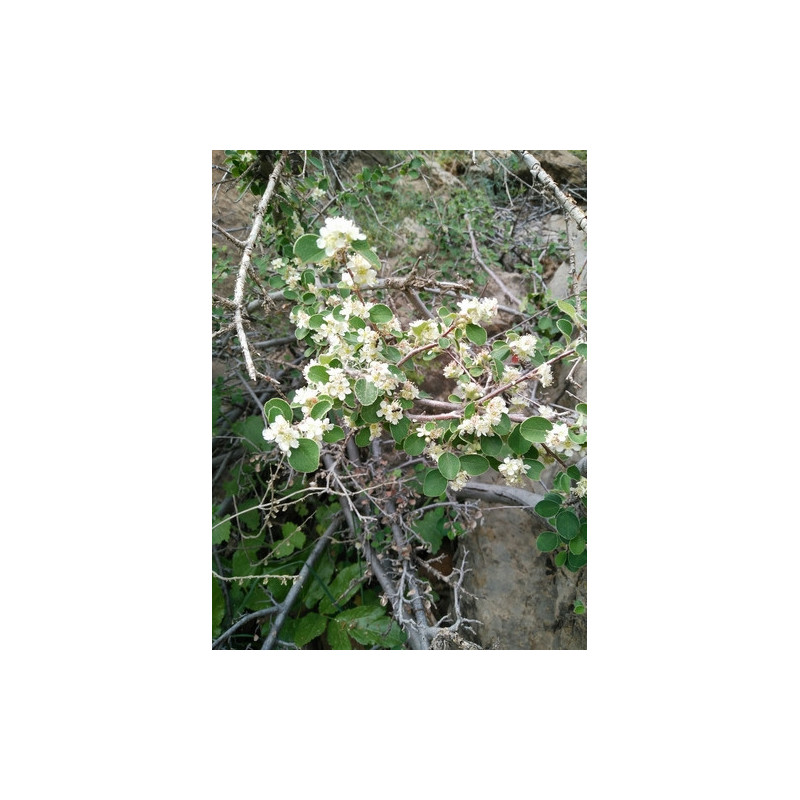 Cotoneaster nummularia