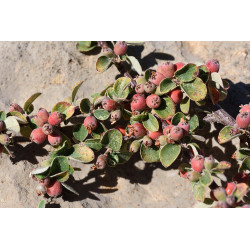 Cotoneaster nummularia