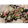 Cotoneaster nummularia