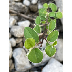 Cotoneaster nummularia