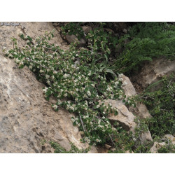 Cotoneaster nummularia