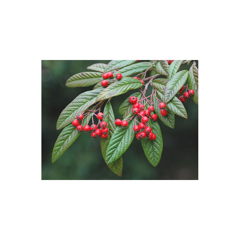 Cotoneaster salicifolia