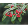 Cotoneaster salicifolia