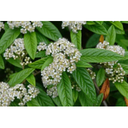 Cotoneaster salicifolia