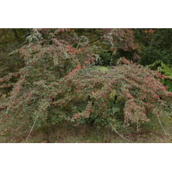 Cotoneaster salicifolia