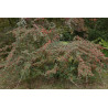 Cotoneaster salicifolia