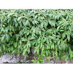 Cotoneaster salicifolia