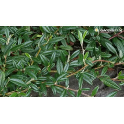 Cotoneaster salicifolia