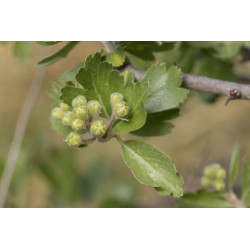 Crataegus azarolus
