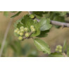 Crataegus azarolus