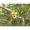 Crataegus azarolus