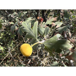 Crataegus x bornmuelleri