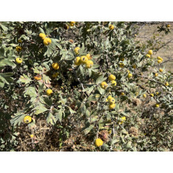 Crataegus x bornmuelleri