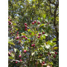 Crataegus caucasica
