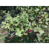 Crataegus caucasica