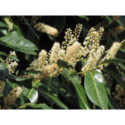 Prunus laurocerasus