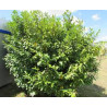 Prunus laurocerasus