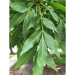 Fraxinus pallisae