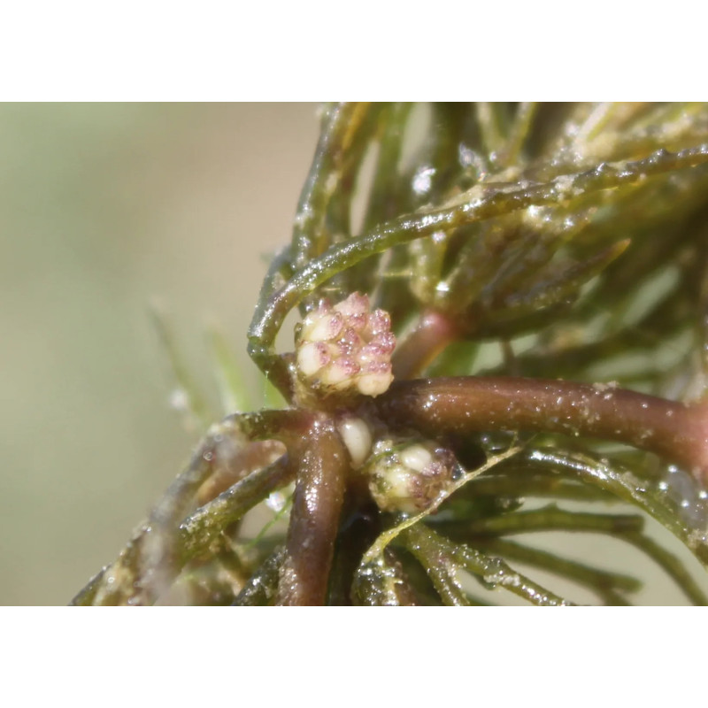 Ceratophyllum demersum