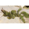 Ceratophyllum demersum
