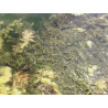 Ceratophyllum demersum