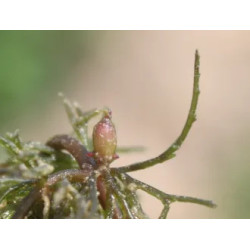 Ceratophyllum demersum