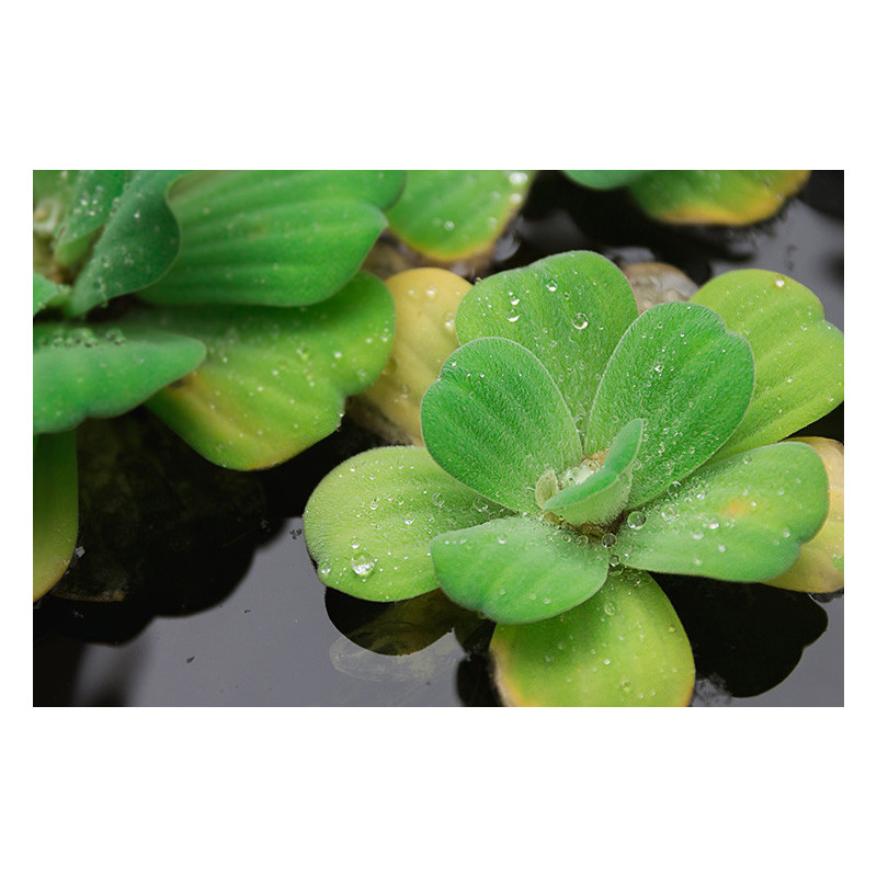 Pistia stratiotes