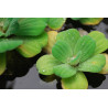 Pistia stratiotes