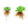 Pistia stratiotes