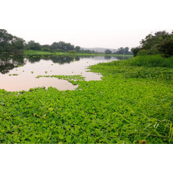 Pistia stratiotes
