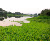 Pistia stratiotes
