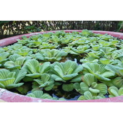 Pistia stratiotes