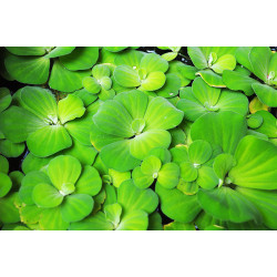 Pistia stratiotes